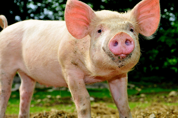 Biologisch varkenshouderij Reimert in Heino gefilmd met drone