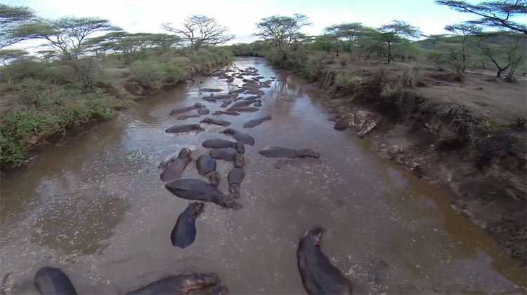 Wilde dieren gefilmd met drone in Sarengeti National Park, Tanzania